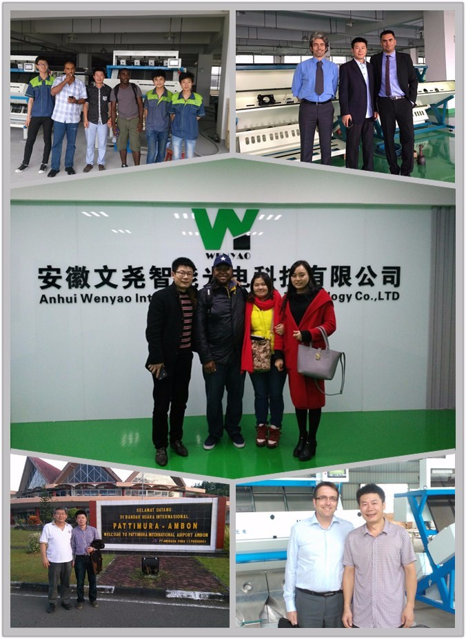 Color y forma ópticos de maíz del CCD Wenyao Color Sorter For Wheat del RGB 13