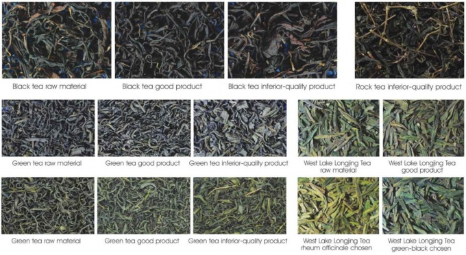 Wenyao LED Máquina de clasificación óptica de té verde, equipo de procesamiento de hojas de té 2