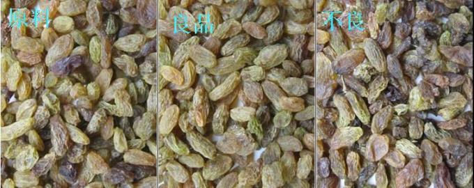 Máquina de clasificación de colores de pasas de uva con certificación CE 4