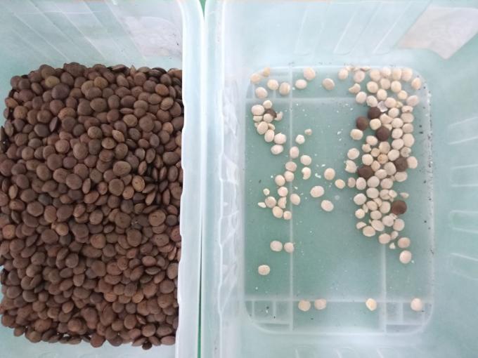 2025 Venta en caliente Precio de fábrica CCD Nuts Color Sorter Equipo de separación de nueces de macadamia con CE 4