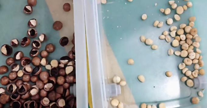 Aprendizaje de inteligencia artificial Tipo de cinturón inteligente Peanut Hazelnut Pistachio Nuts Color Sorting Machine 14