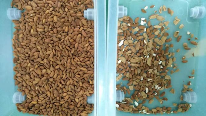 Máquina inteligente de clasificación de color de nuez de anacardo con sensor Toshiba CCD y cámara RGB 9