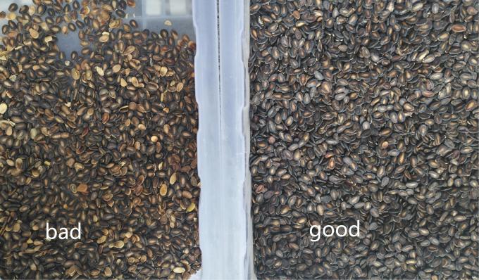 Wenyao más reciente certificado óptico CE Semillas de calabaza semillas de sandía máquina de clasificación de color 12