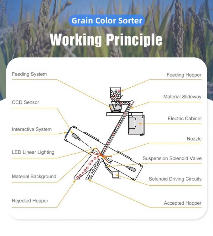 Wenyao China Fábrica 7 Chute estilo de alta tecnología de grano de sésamo máquina de clasificación de color 3