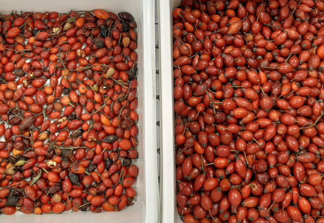 Wenyao 2025 Venta caliente de semillas de clasificación de semillas de chía automática completa Semillas de lino máquina de clasificación de color 10