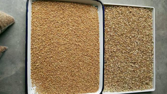 Wenyao 2025 Venta caliente de semillas de clasificación de semillas de chía automática completa Semillas de lino máquina de clasificación de color 11