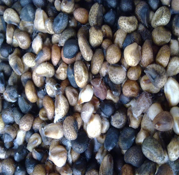 Wenyao M&aacute;quina de clasificaci&oacute;n de colores &oacute;ptica profesional de s&eacute;samo Semillas de algod&oacute;n M&aacute;quina de clasificaci&oacute;n de colores precio 10