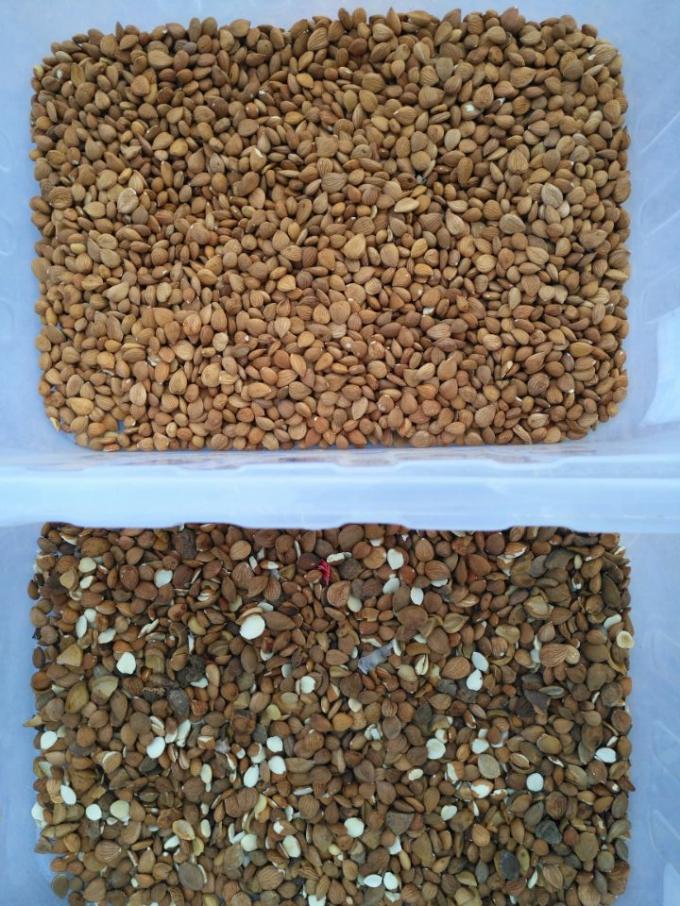 Precisi&oacute;n de la c&aacute;mara CCD M&aacute;quina autom&aacute;tica de clasificaci&oacute;n de colores de nueces de macadamia 11