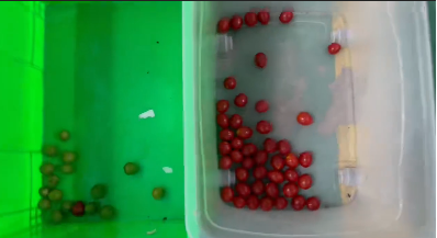 Máquina clasificadora de color automática Wenyao para separación de color de arándanos frescos y bayas de enebro 7