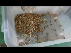 Máquina de clasificación de color de semillas para la línea de procesamiento de cardamomo