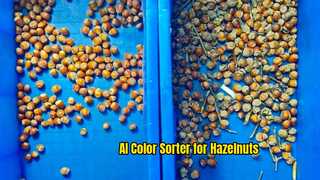 Clasificador de color de aprendizaje profundo AI para avellanas